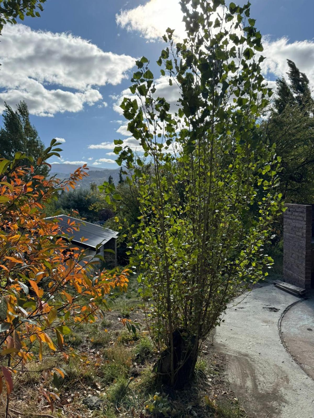 Huilen De Bandurrias Villa San Martín de los Andes Eksteriør bilde